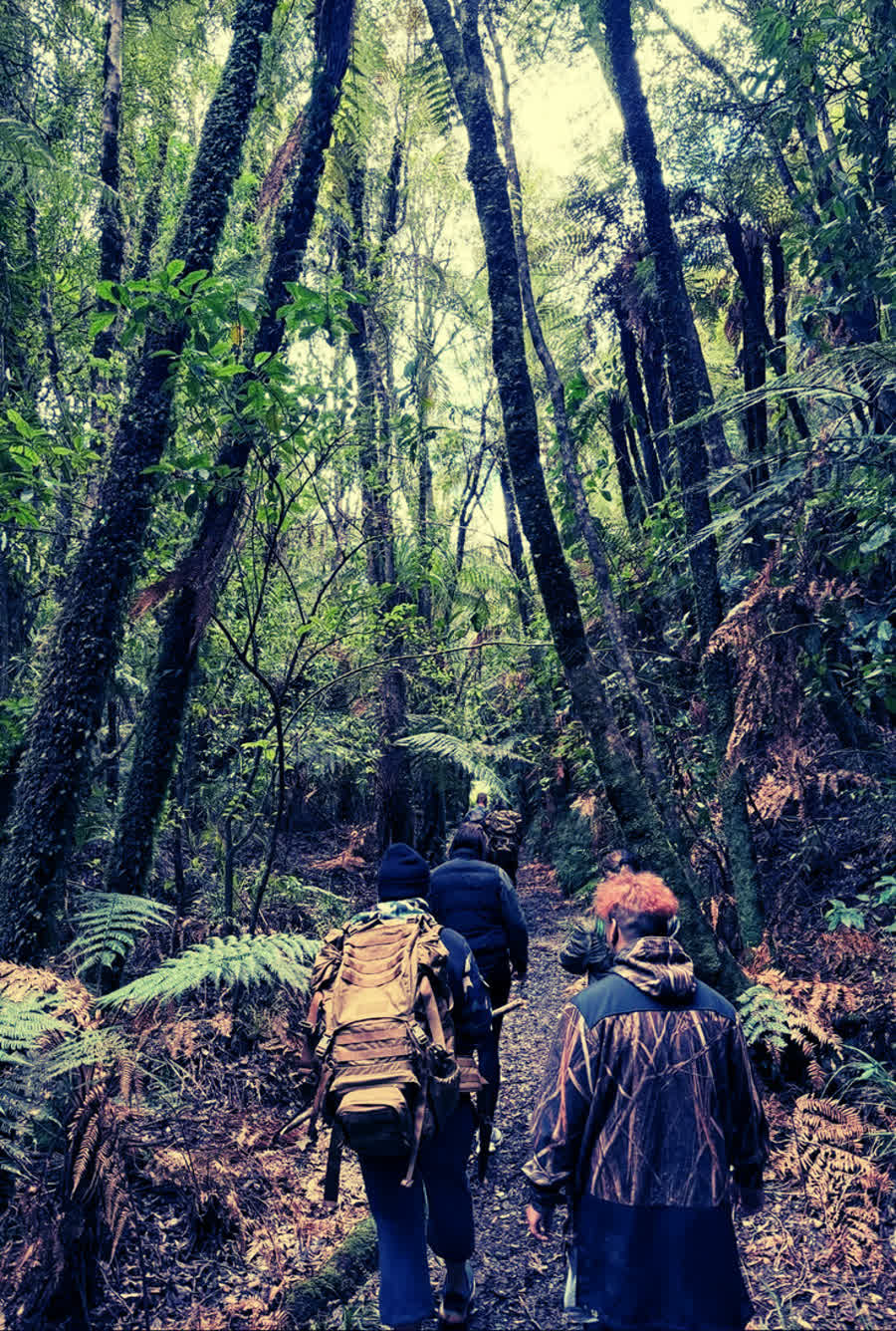 Rangatahi walking together through native New Zealand bush